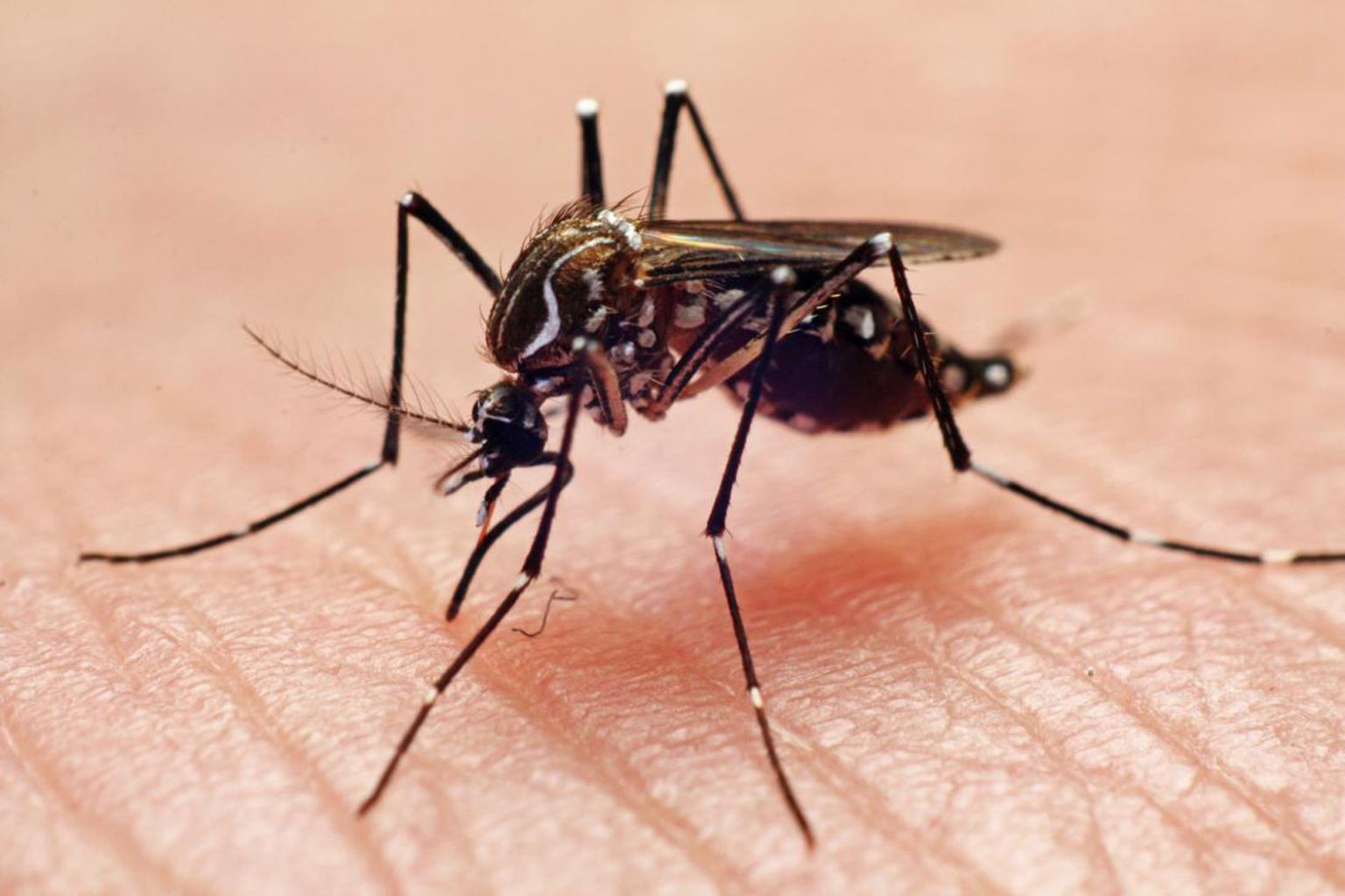 Em meio a crise da zika, governos cortam recursos contra epidemias