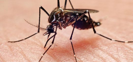 Em meio a crise da zika, governos cortam recursos contra epidemias